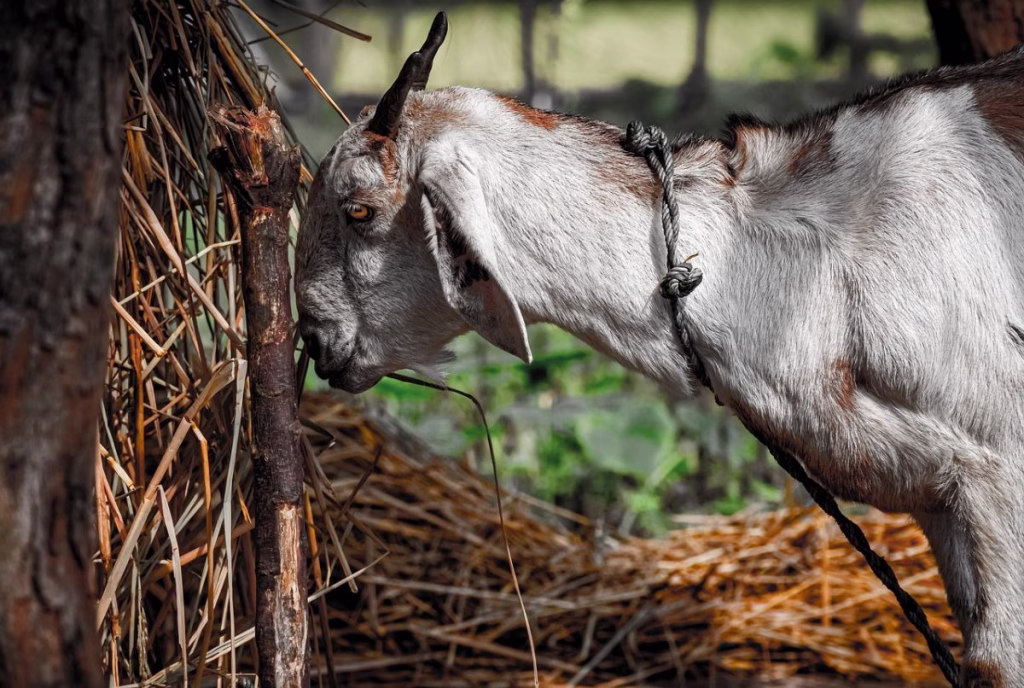 A goat pulling hay from a wooden feeder