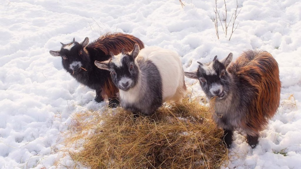Three small goats standing on a bale of hay in snow