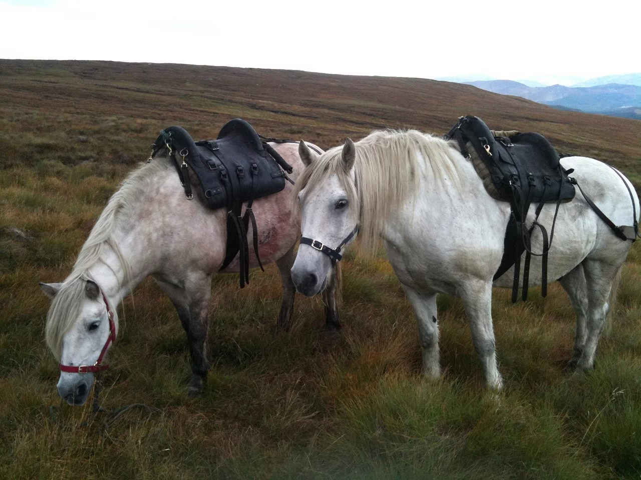 Two grey Highland ponies saddled on a hill
