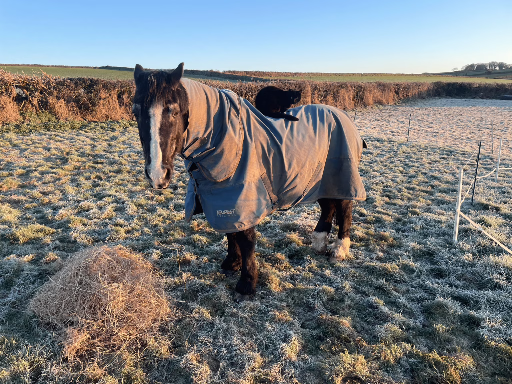 A rugged horse standing in a frost-covered field at sunrise at Noonvares Farm in west Cornwall