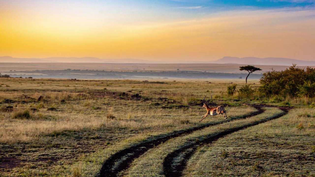 Open savanna in Kenya at sunset