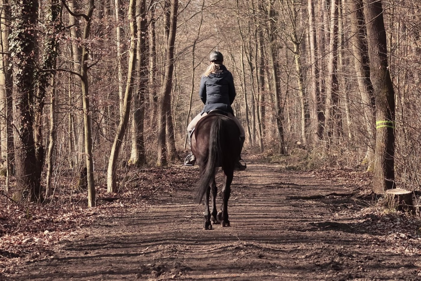 A single rider in a hard hat walking a horse away from the camera down a broad track through autumn woodland.