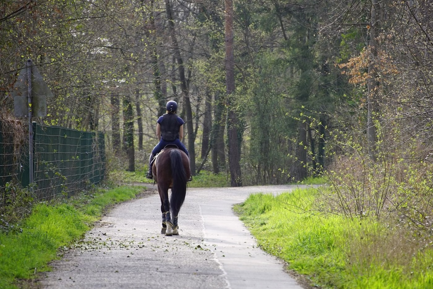 A single rider walking a bay horse along a surfaced woodland lane in spring