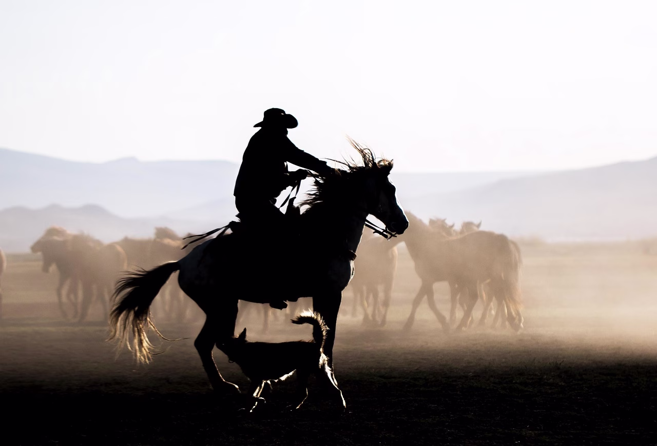 A rider silhouetted behind a running horse herd in Turkey