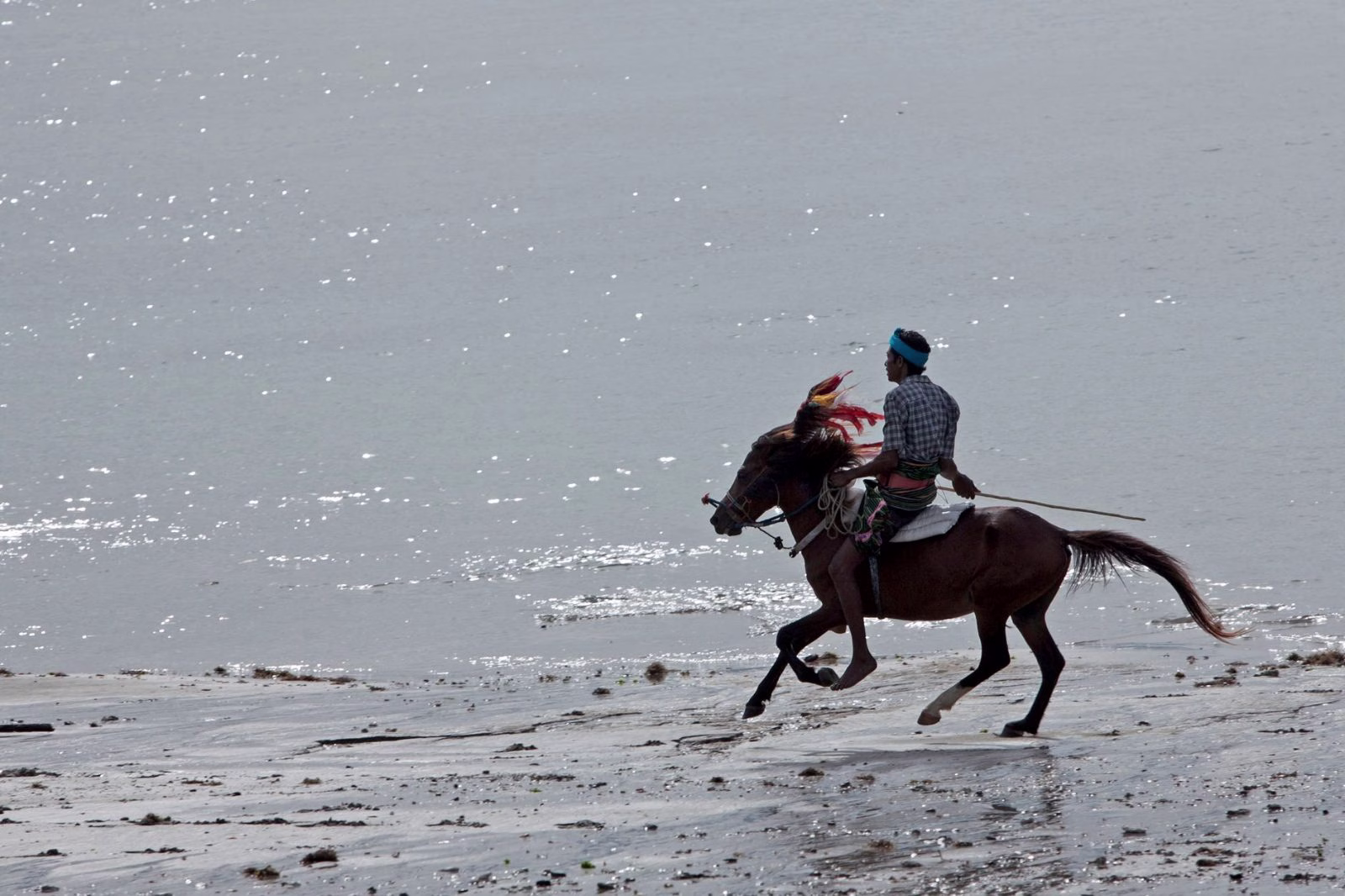 A ridden horse at a canter on firm wet sand at low tide under an overcast sky