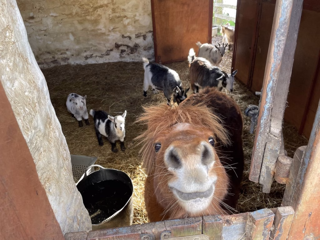 A Shetland pony and goats at the barn door at Noonvares Farm