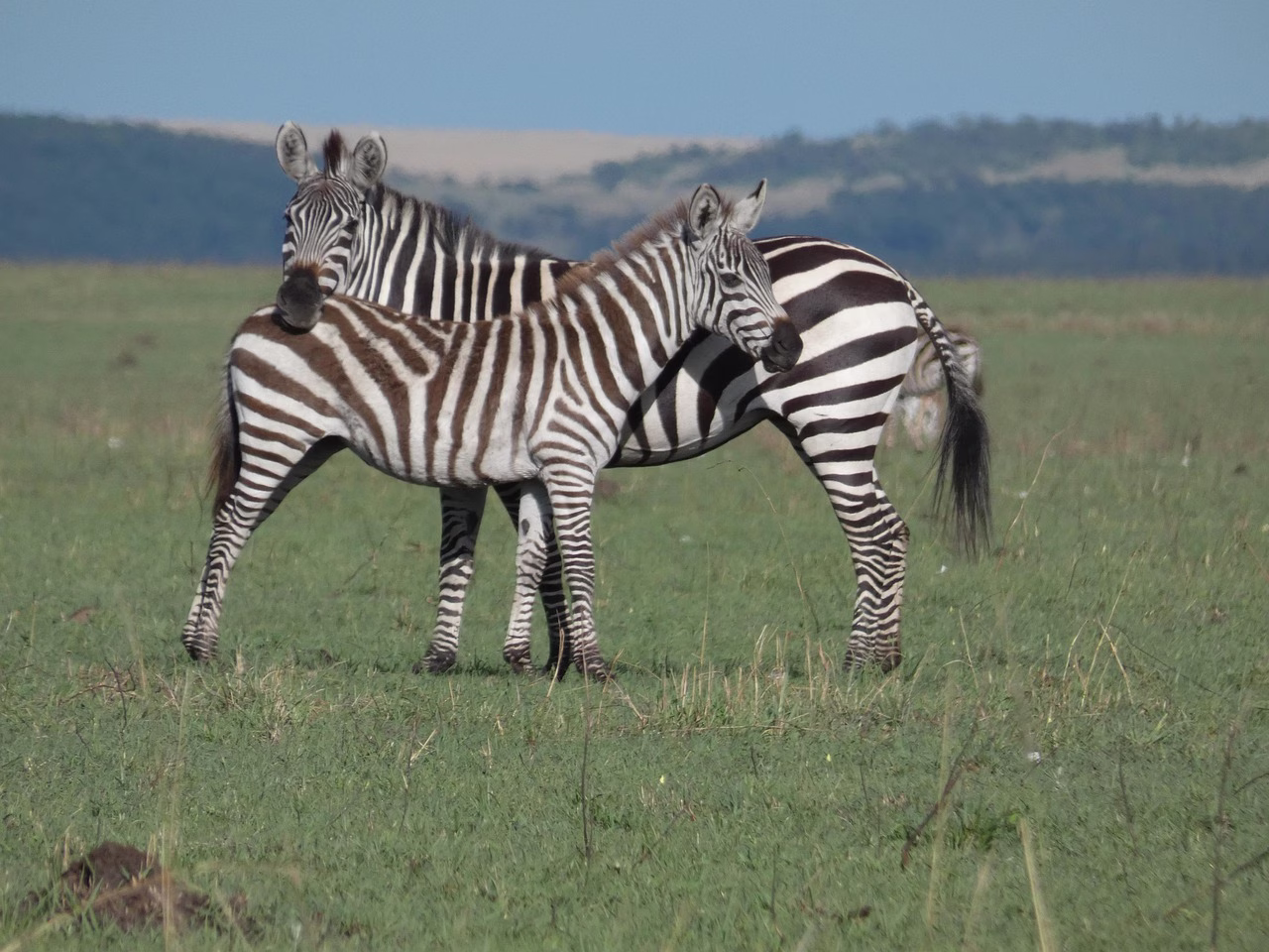A herd of zebra on the grass in Kenya