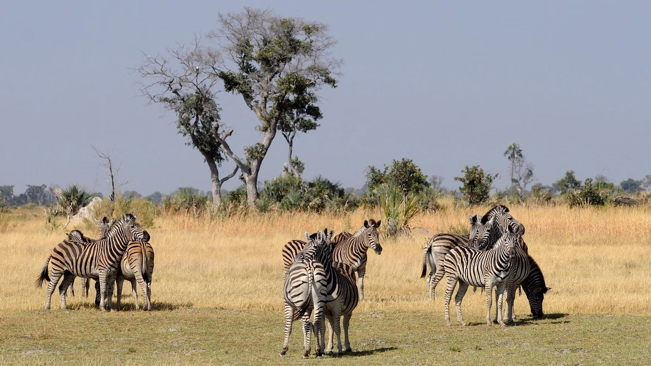 Zebra grazing on a floodplain in the Okavango Delta