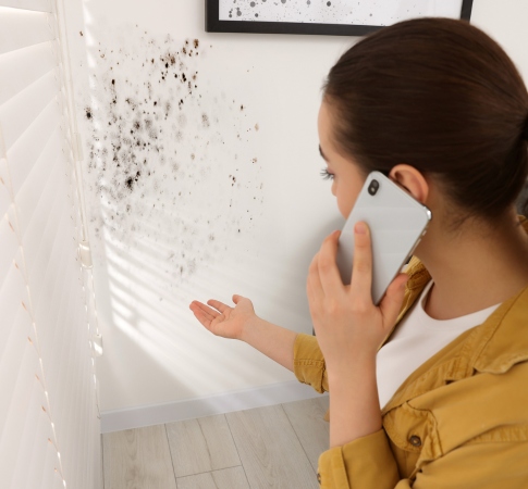 mold remediation services