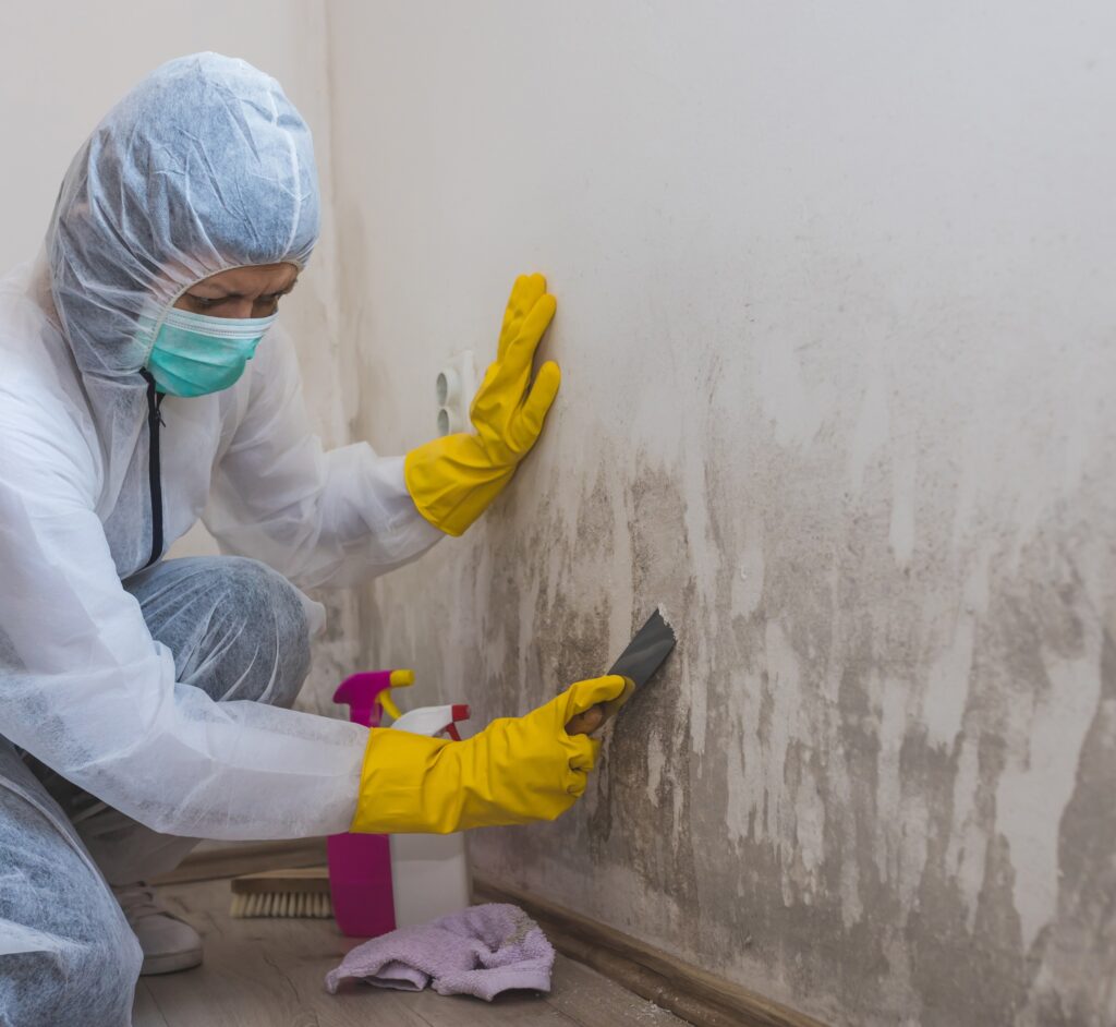 mold remediation service