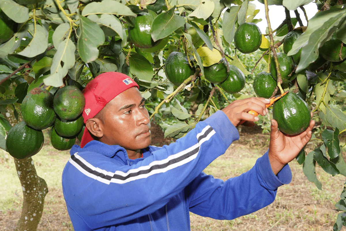 La Castellana produce ‘oro verde’ para walmart en Carazo