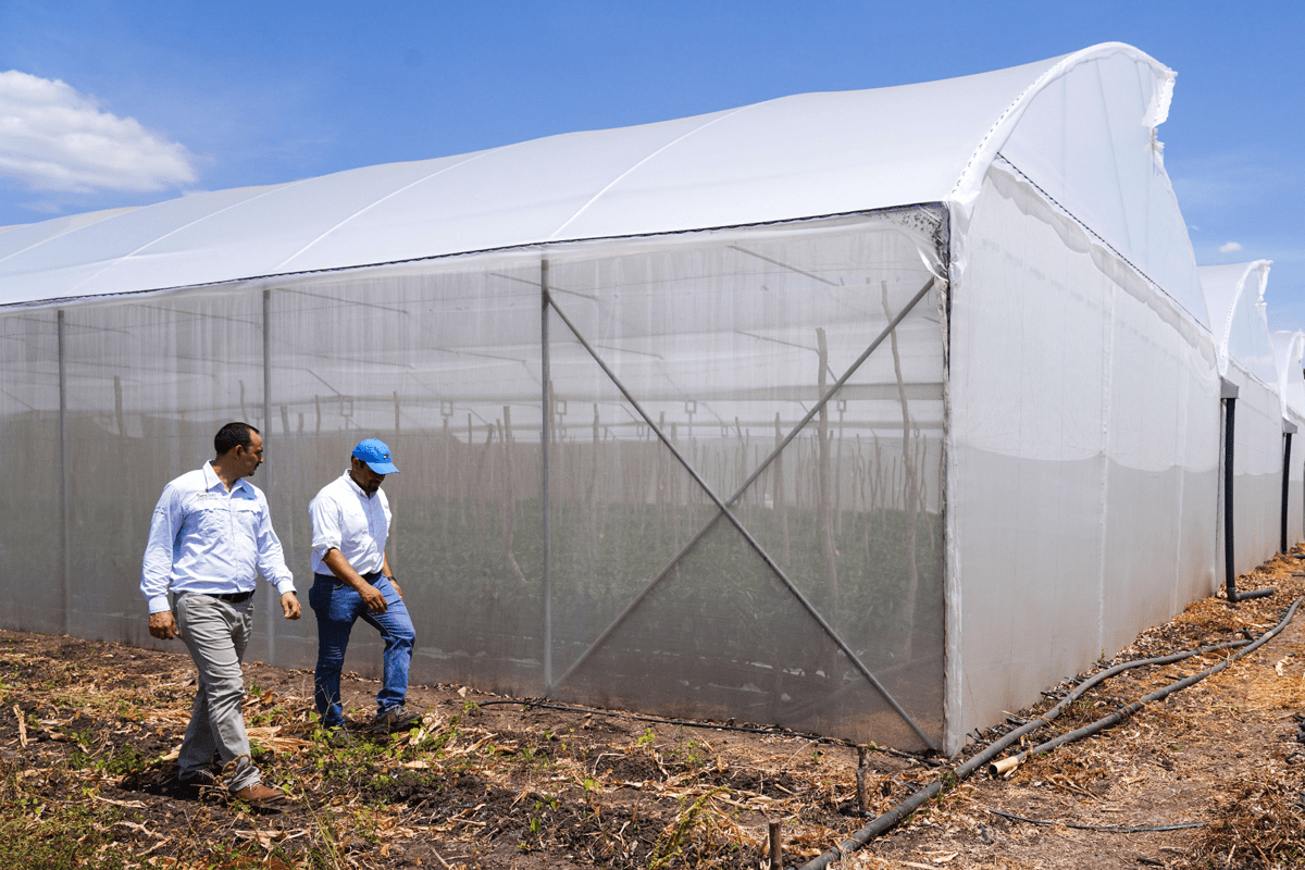 Invernaderos–7 Invernaderos para tomates