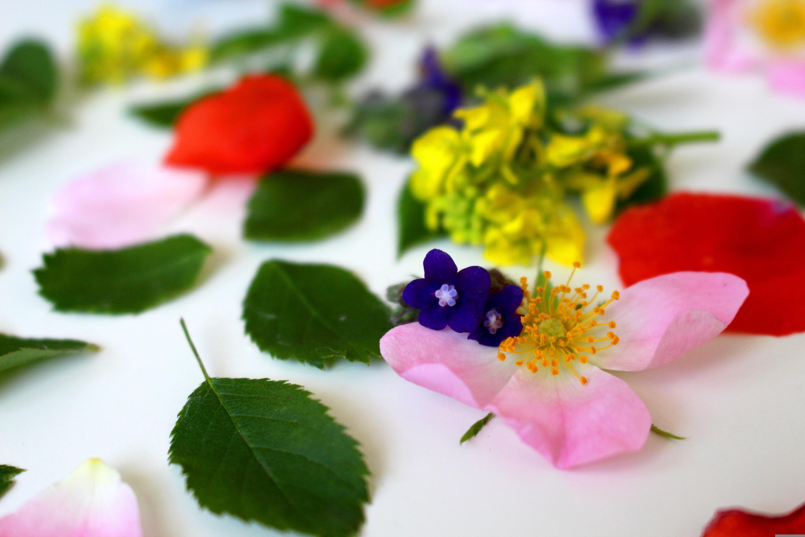 monfocus-flower-3397279