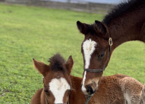 playful_foals_in_grass Two young brown and white foals with white markings on their faces are in a grassy field; one is lying down while the other stands close, both looking at a piece of rope on the ground. A wooden fence and cloudy sky are in the background.
