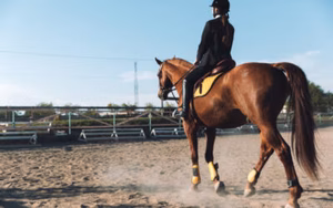 TriState Dressage Show II