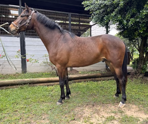 caro-dancer-bay-gelding-standing-left-side-profile Caro Dancer, bay gelding standing in profile at Holly Hill Farm with stable in background