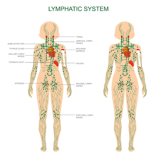 Mobile Lymphatic Detox Massage: Flush Toxins, Reduce Bloating, and Restore Energy After the Holidays 1