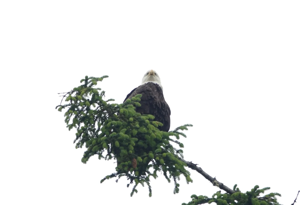 Your Ultimate Travel Guide to the Best Places to Visit in Alaska 1 Juneau coastal segway rainforest tour bald eagle 1200x800 1