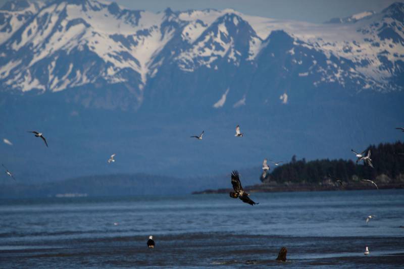 Hidden Gems in Juneau: The Best Places to Visit for Every Kind of Traveler 1 Eagle Beach Junea