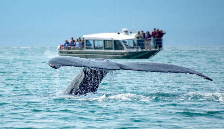 Hidden Gems in Juneau: The Best Places to Visit for Every Kind of Traveler 5 Auke Bay Whale Watching