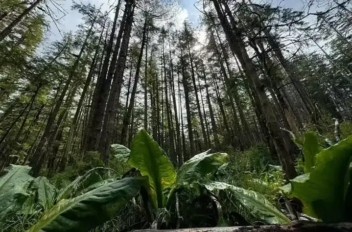 Iride Alaska Blog 17 Is It Safe to Go into the Alaska Rainforest? What You Need to Know Before You Explore
