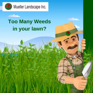 Lawn and weed control service