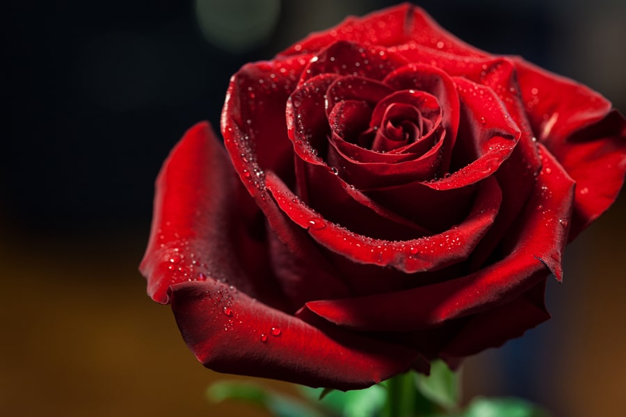 The Romantic History of the Rose for Valentine’s Day ?❤️