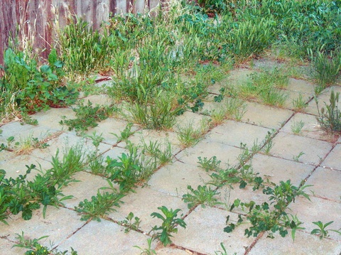 Garden Wars: The Epic Battles Against Weeds, Pests, and Weather ???️