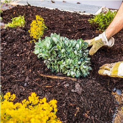 A gardener planting a plant, demonstrating mulching and weed control services for a healthy garden.