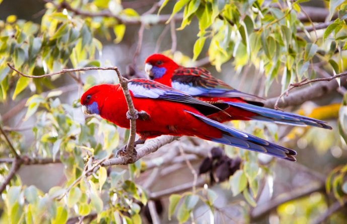 7 Steps to Attract Birds to Your Garden - Natives R Us Traveston Native Plant Nursery