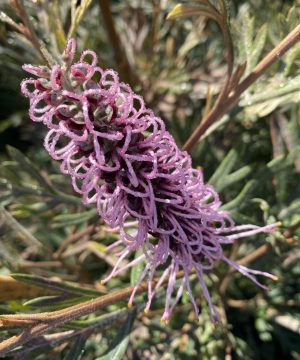 Grevillea Dorothy Gordon