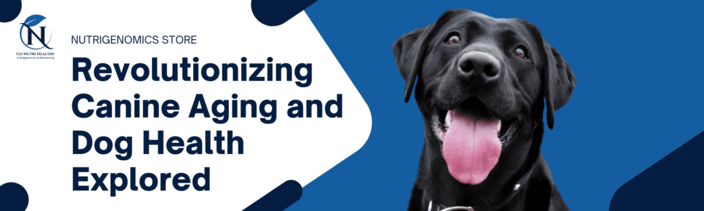 Revolucionando o envelhecimento canino: Nutrigenómica e Saúde Canina Exploradas 2 Revolucionando o envelhecimento canino Nutrigenómica e saúde canina exploradas