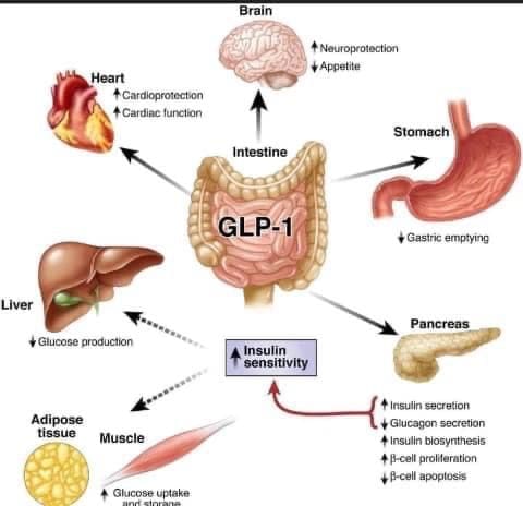 Glp 1 Image GLP 1