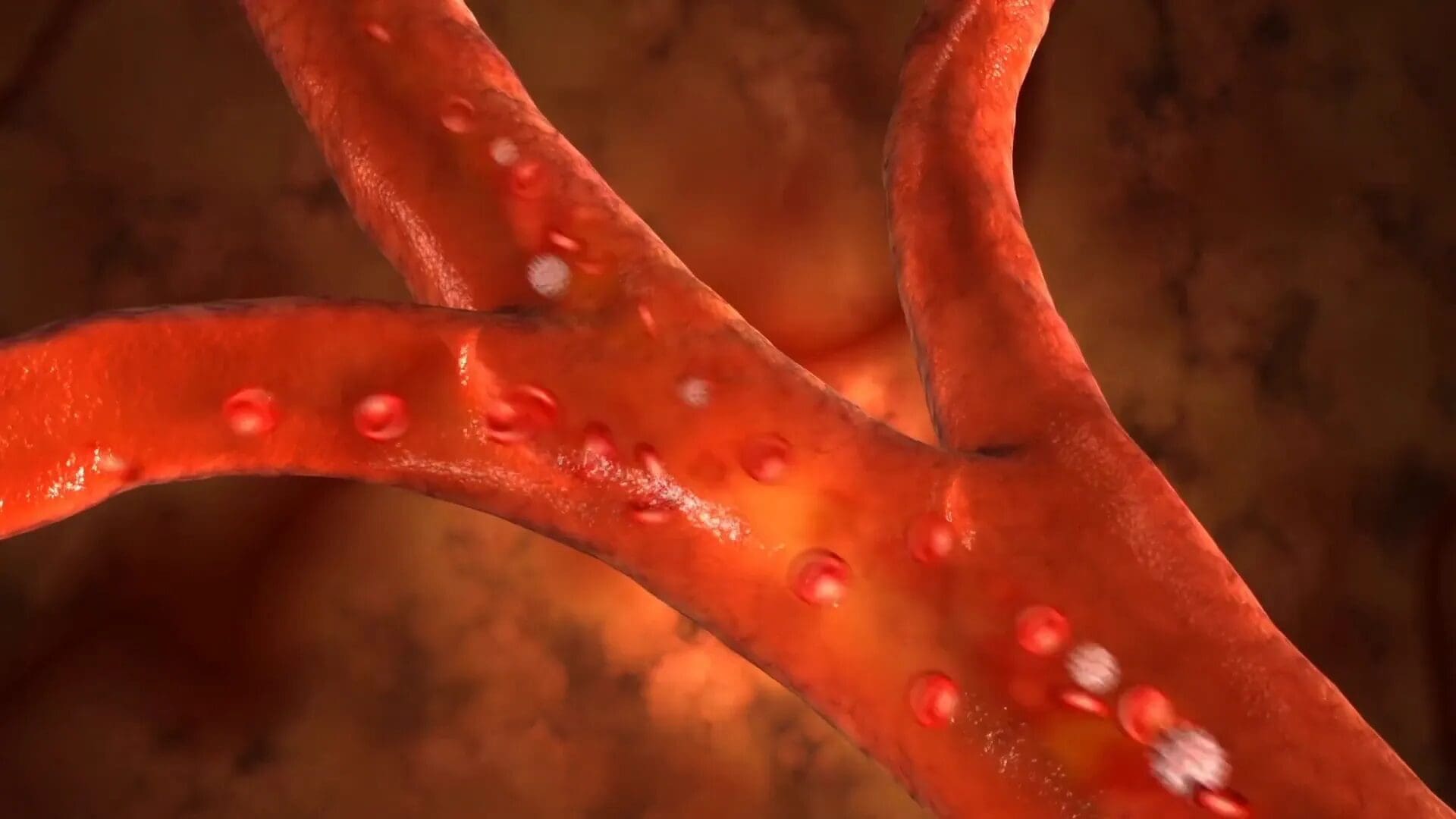 Boost Your Lifevantage Heart Health With The Right Approach 4 Diagram of cardiovascular system