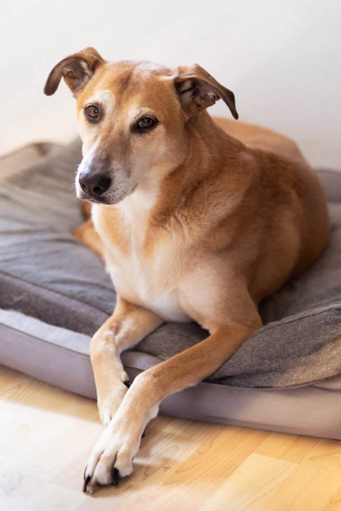 Hund