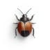 Home 2 bed-bug