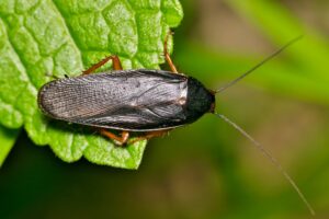 smoky brown cockroach