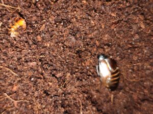 surinam cockroach