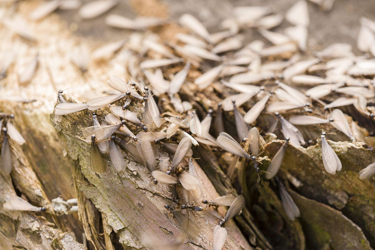 winged termites