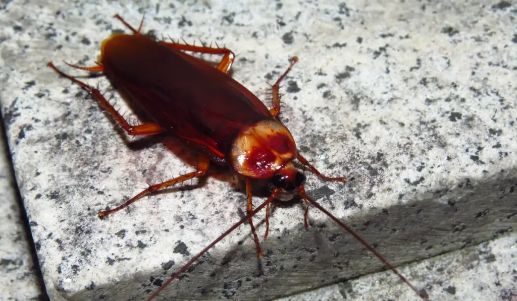 Huge cockroach on a textured surface
