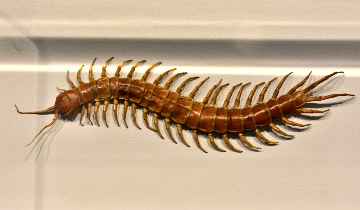 centipede