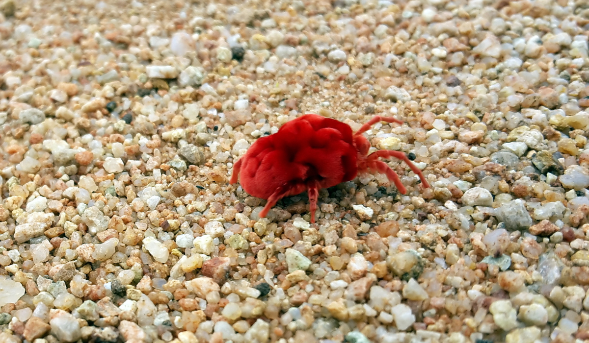 chiggers