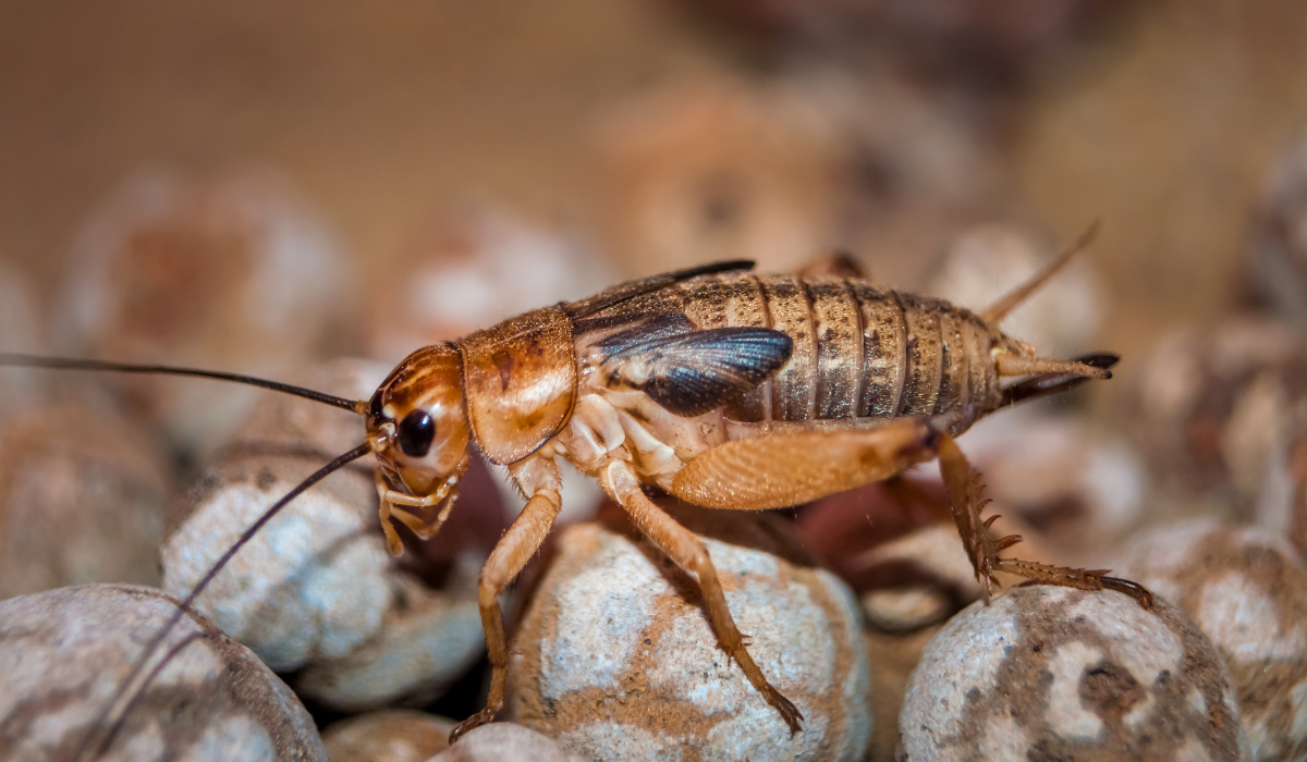 crickets