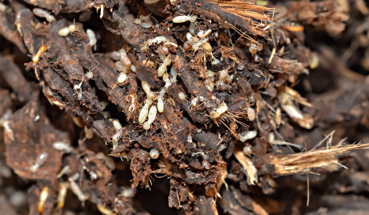 Eastern-Subterranean Termite