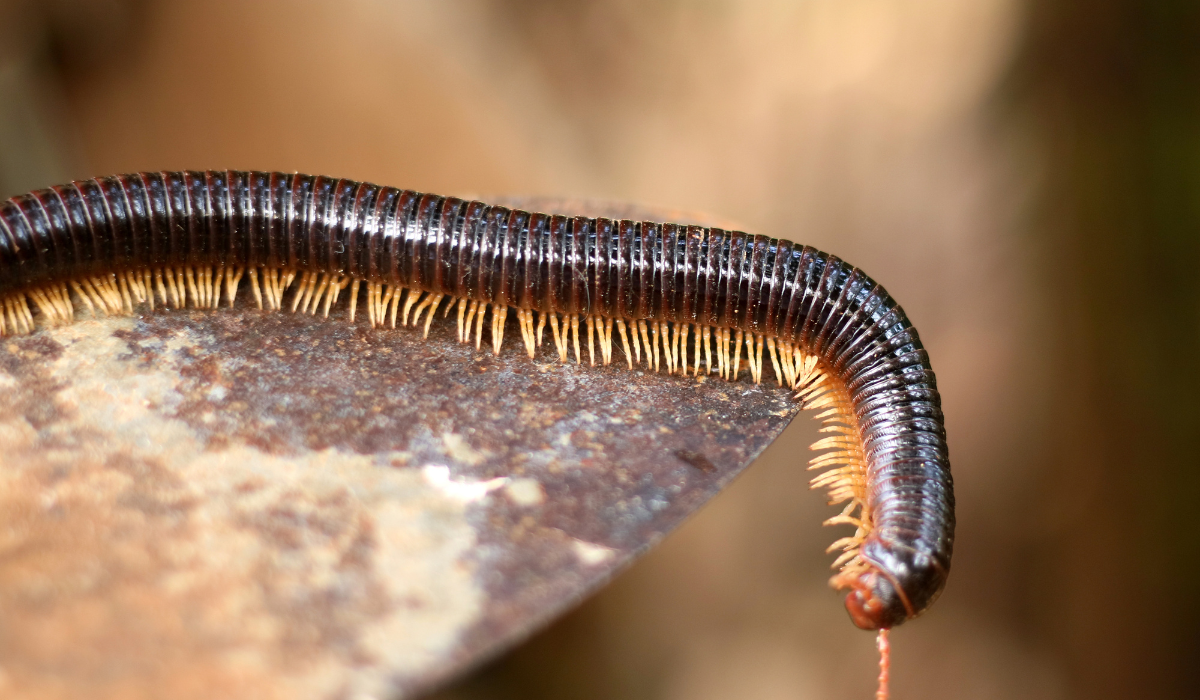 millipedes
