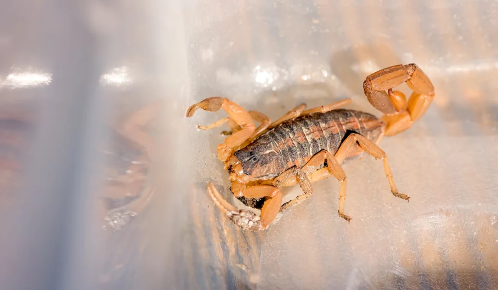 striped black scorpion