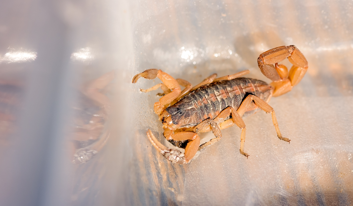 striped black scorpion