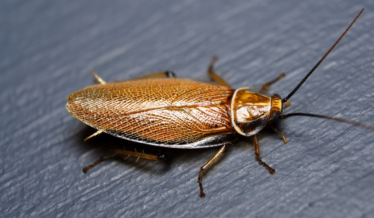american cockroach