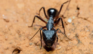carpenter ant