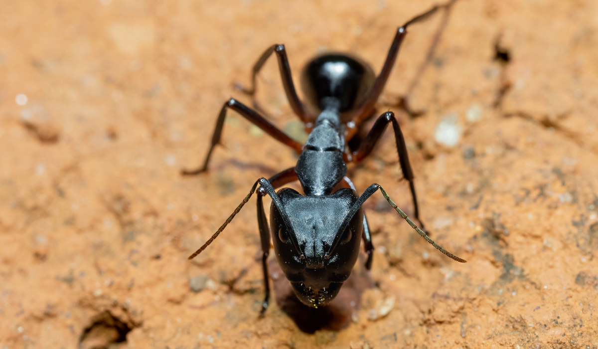 carpenter ant